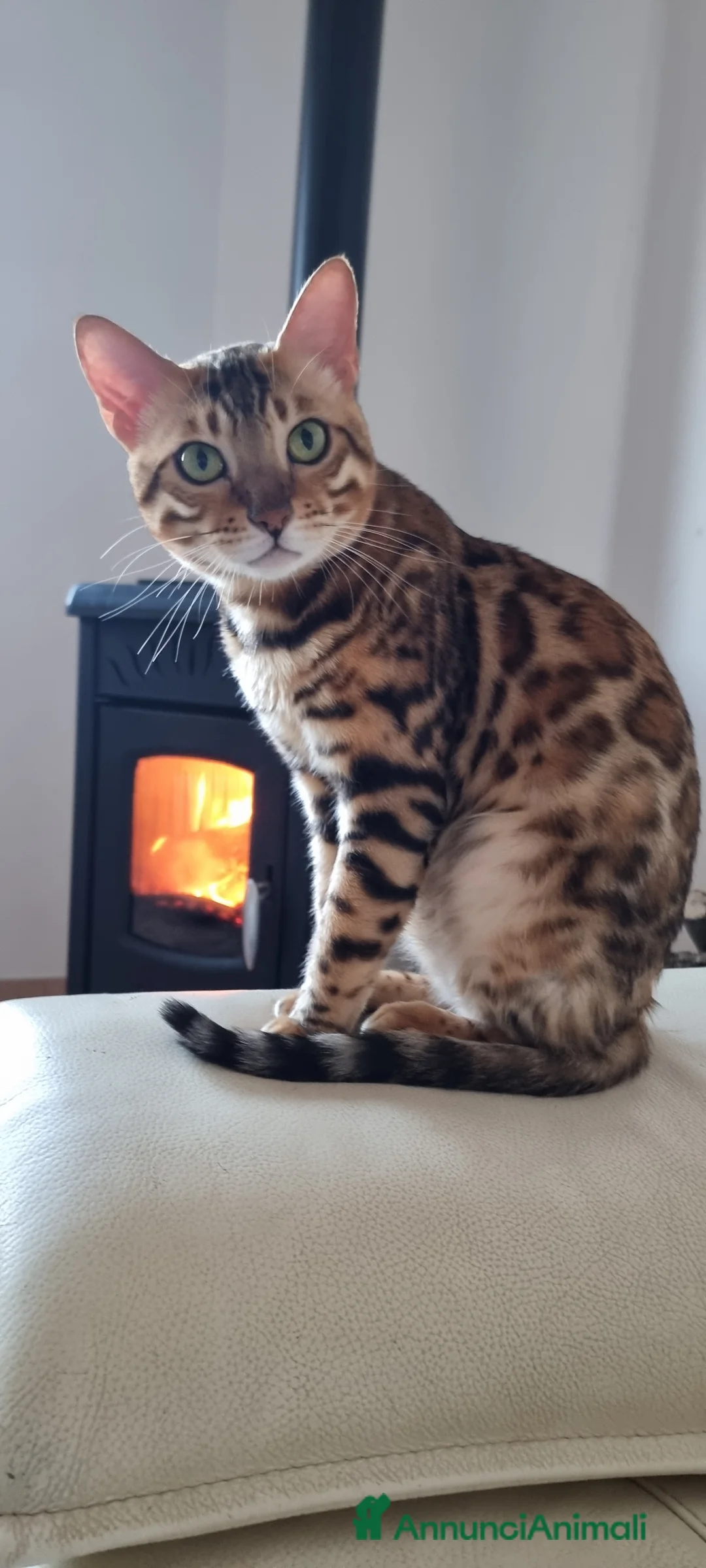 Bengala gatti in vendita: Gattini Bengala con Pedigree  - Annuncio 8