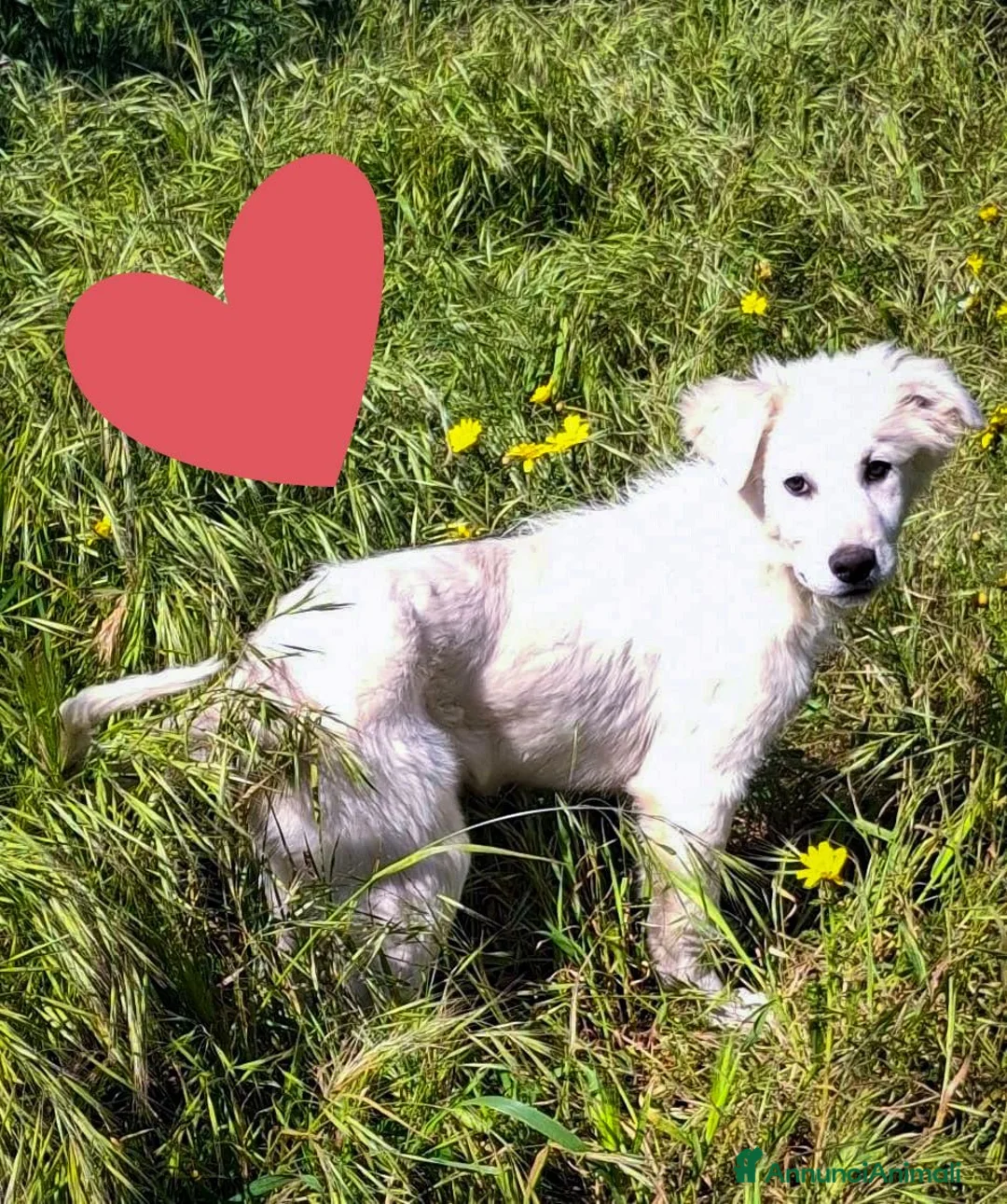 Meticcio cani in regalo: KORA 🩷 - cucciola mix pastore, dolce cerca 🏡  a Provincia di Siena - Annuncio 3