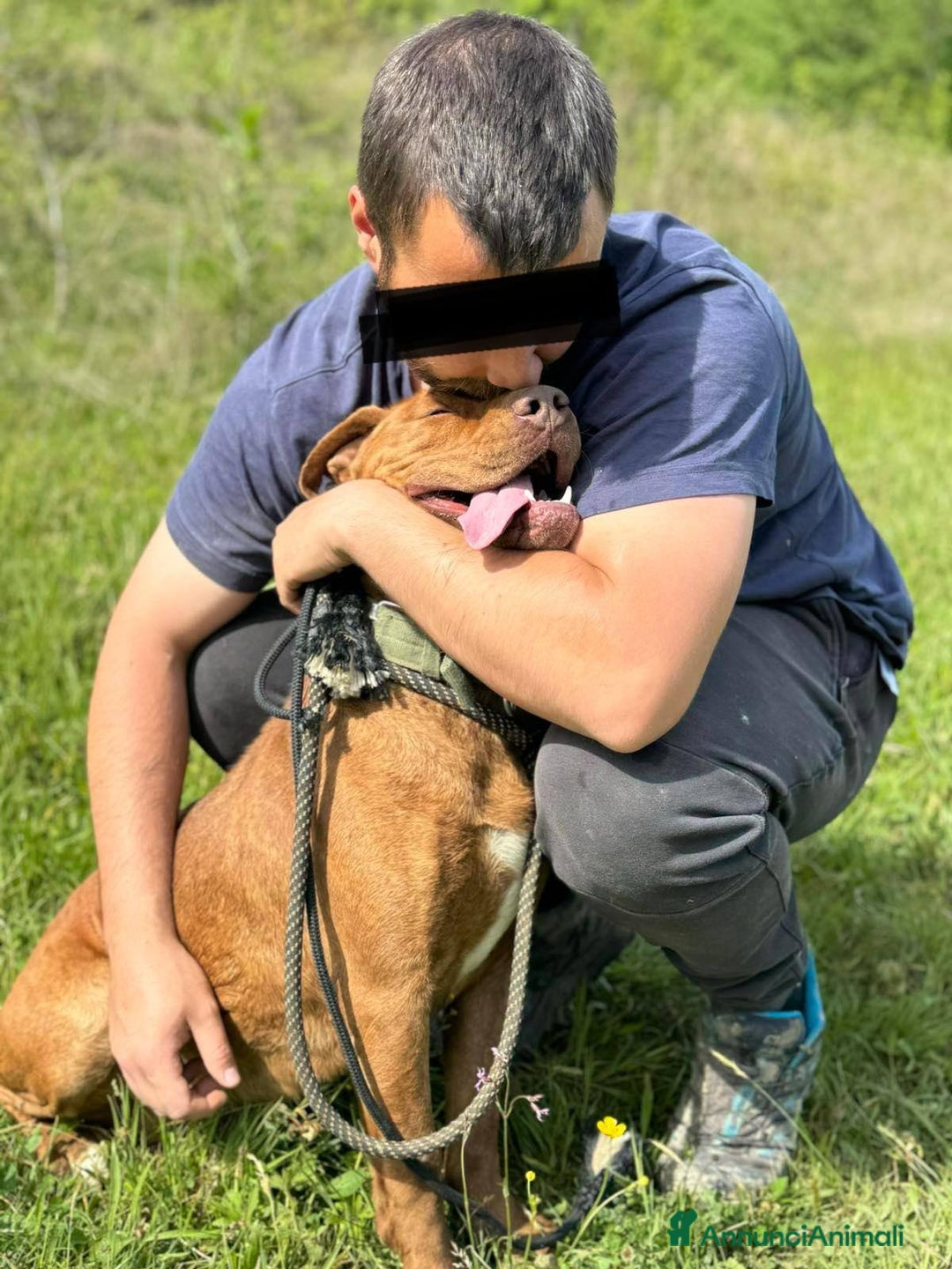 Shar Pei cani in regalo: AFRODITE, bellissima mix PIT - SHARPEI! - Annuncio 4