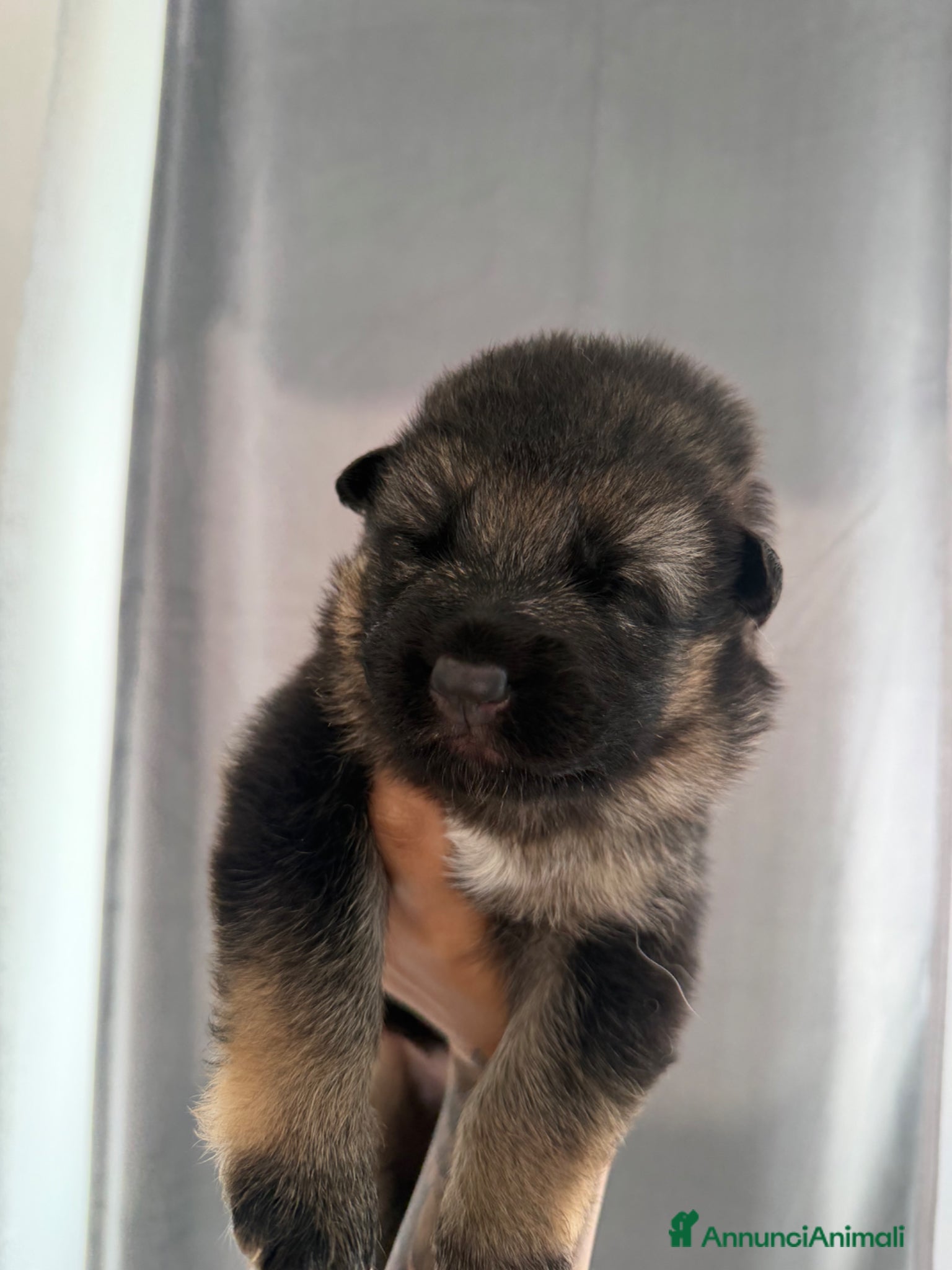 Pastore Tedesco cani Cuccioli di Pastore tedesco - Annuncio 34