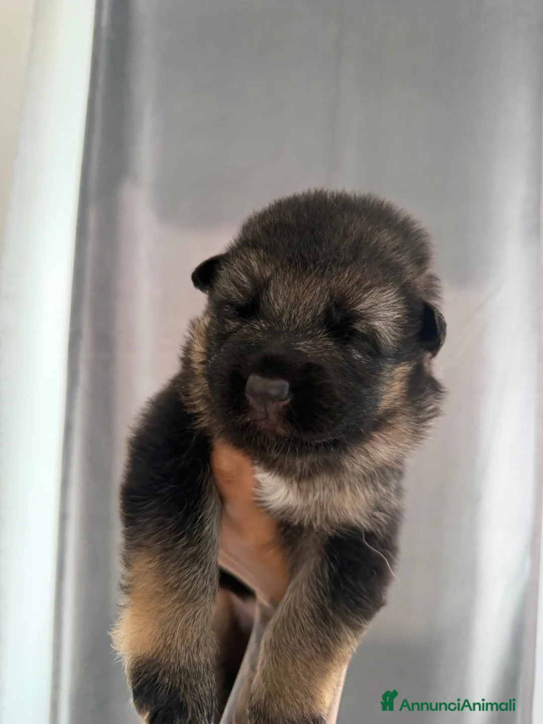 Pastore Tedesco cani in vendita: Cuccioli di Pastore tedesco - Annuncio 1