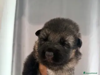 Pastore Tedesco cani Cuccioli di Pastore tedesco - Annuncio 34