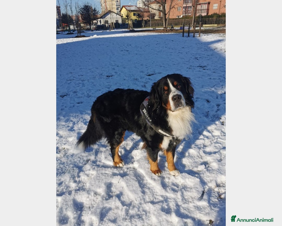 Bovaro del Bernese cani per accoppiamento: BOVARO DEL BERNESE CERCA FIDANZATA a Città Metropolitana di Torino - Immagine 8