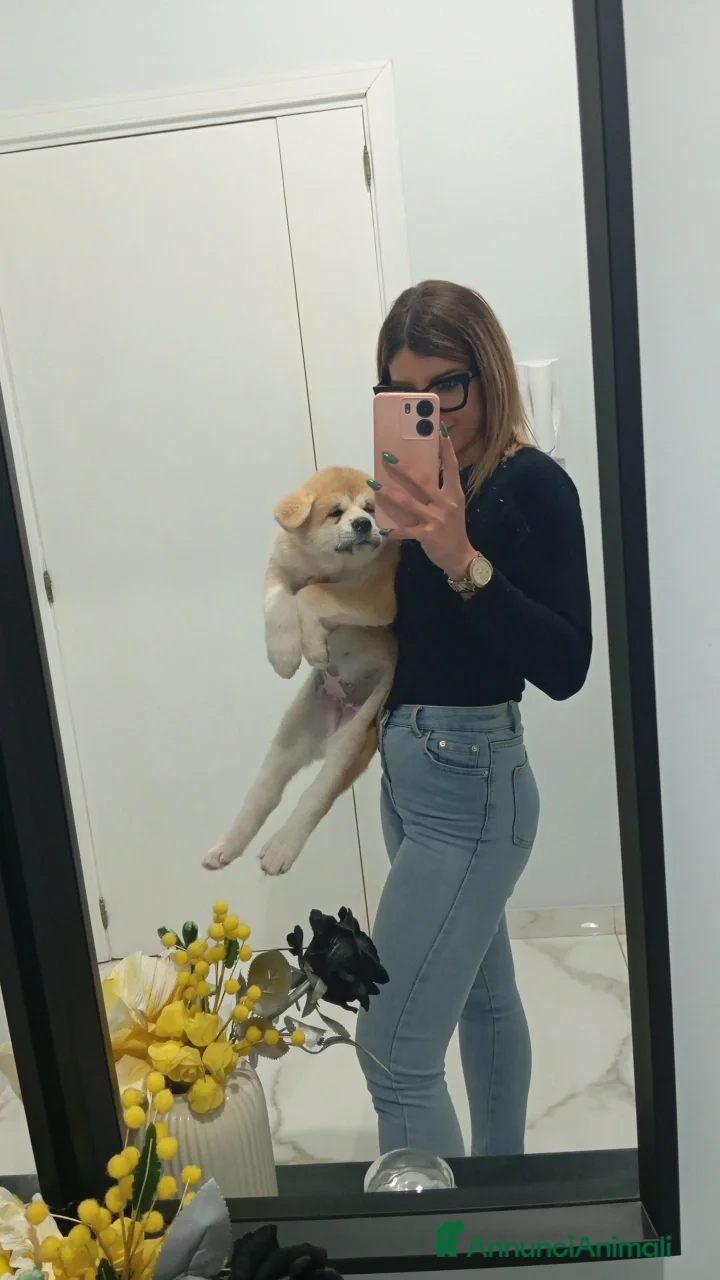 Akita Inu cani Cuccioli Akita Inu - Annuncio 12