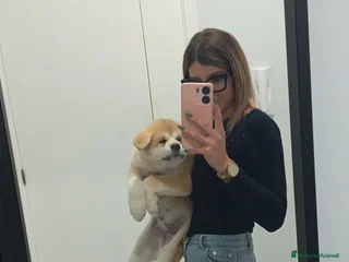 Akita Inu cani Cuccioli Akita Inu - Annuncio 12