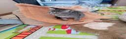 Meticcio gatti in regalo: GATTI E GATTINO DOLCISSIMO - Annuncio 15