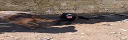 Meticcio cani in regalo: ADOZ.DEL💔:mamma e figlia abbandonate in recinto!! a Città Metropolitana di Bologna - Annuncio 2