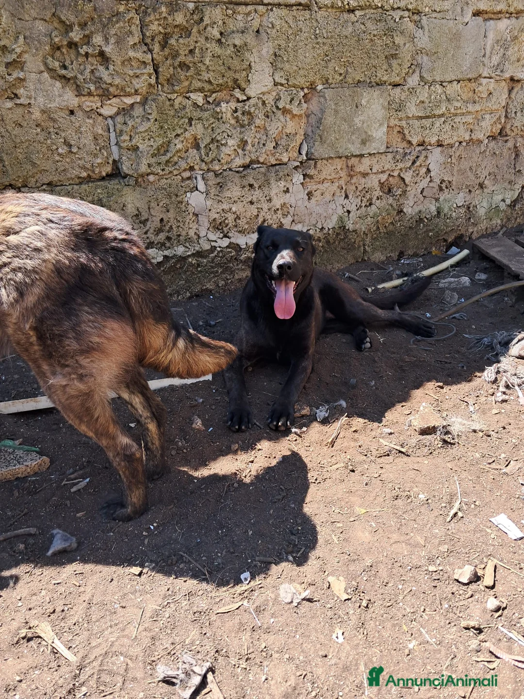 Meticcio cani in regalo: ADOZ.DEL💔:mamma e figlia abbandonate in recinto!! a Città Metropolitana di Bologna - Annuncio 2