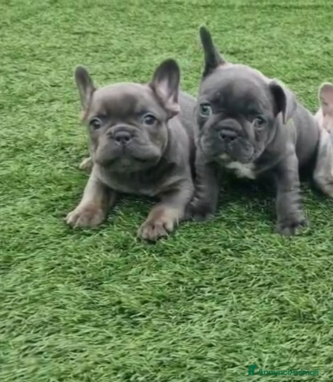 Bulldog Francese cani in vendita: BULLDOG FRANCESI CUCCIOLI allevati personalmente - Annuncio 1