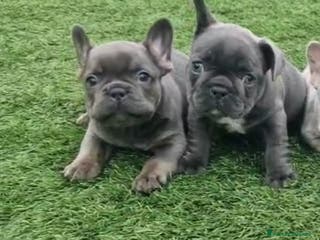 Bulldog Francese cani BULLDOG FRANCESI CUCCIOLI allevati personalmente - Annuncio 41