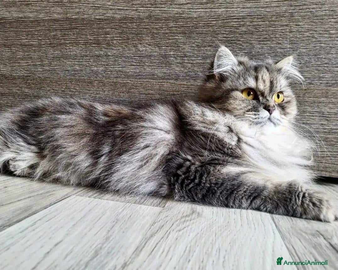 Persiano gatti Gattina grigio blu persiana normotipo  - Annuncio 3