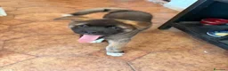 Akita Americano cani in vendita: Akita Americano - Annuncio 5