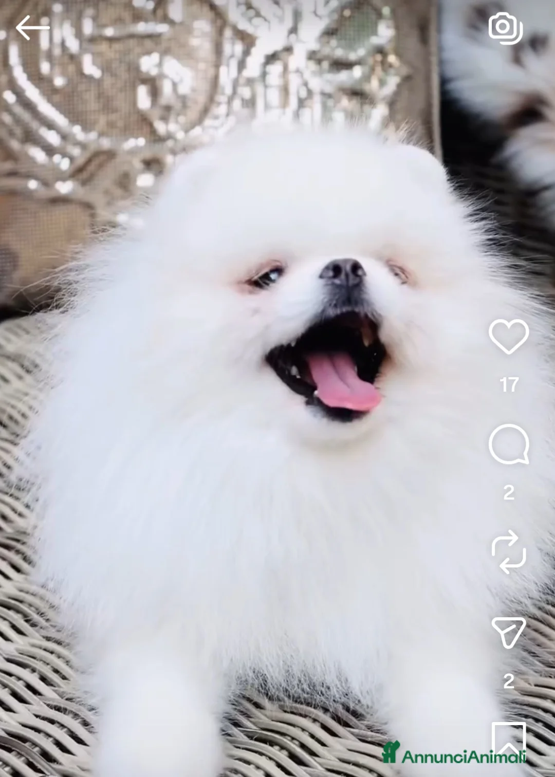 Volpino Pomerania cani in vendita: Volpini spitz di pomerania massimo 3 kili - Annuncio 2