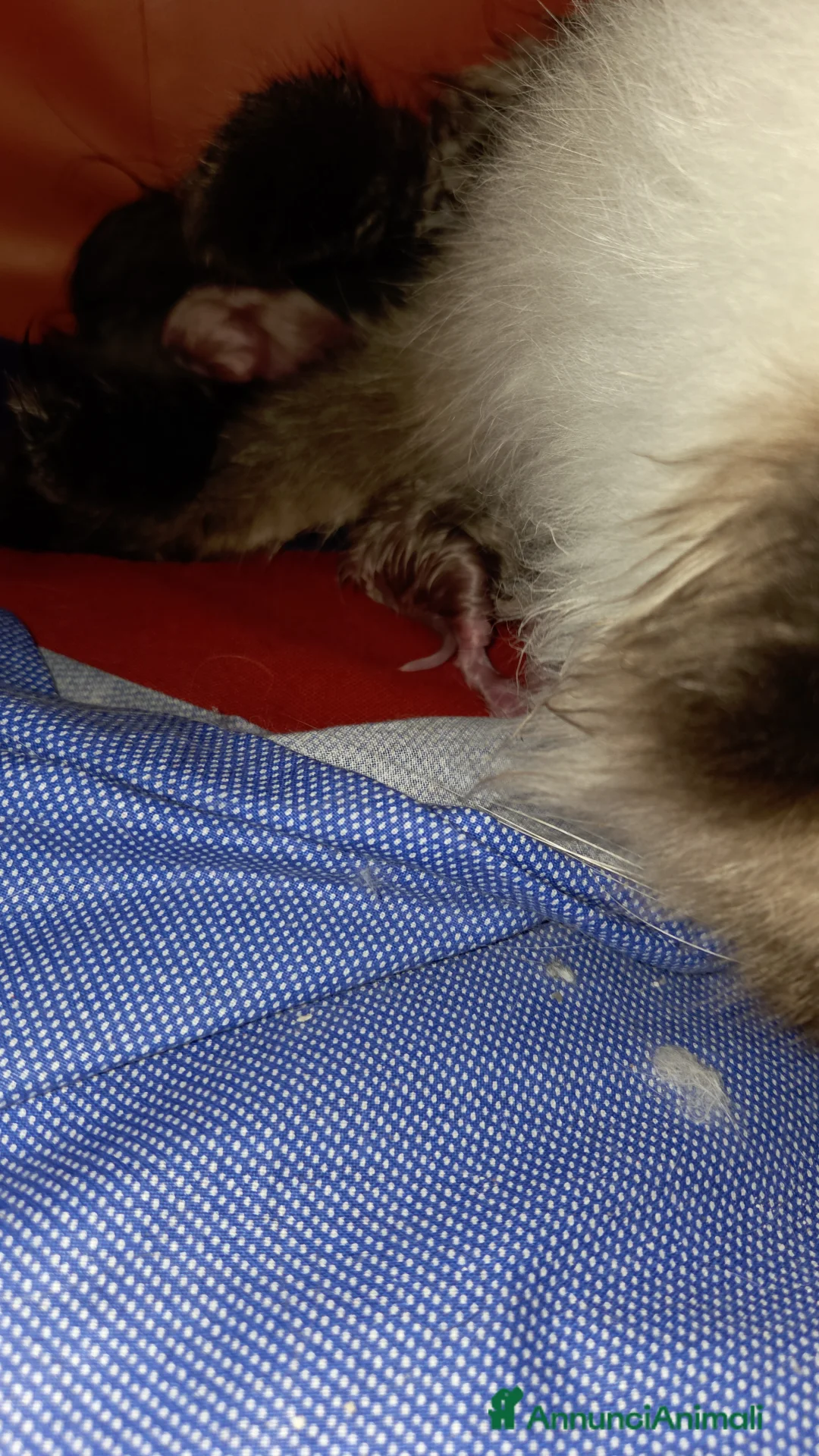 Ragdoll gatti in vendita: Femmina ragdoll mink  - Annuncio 2