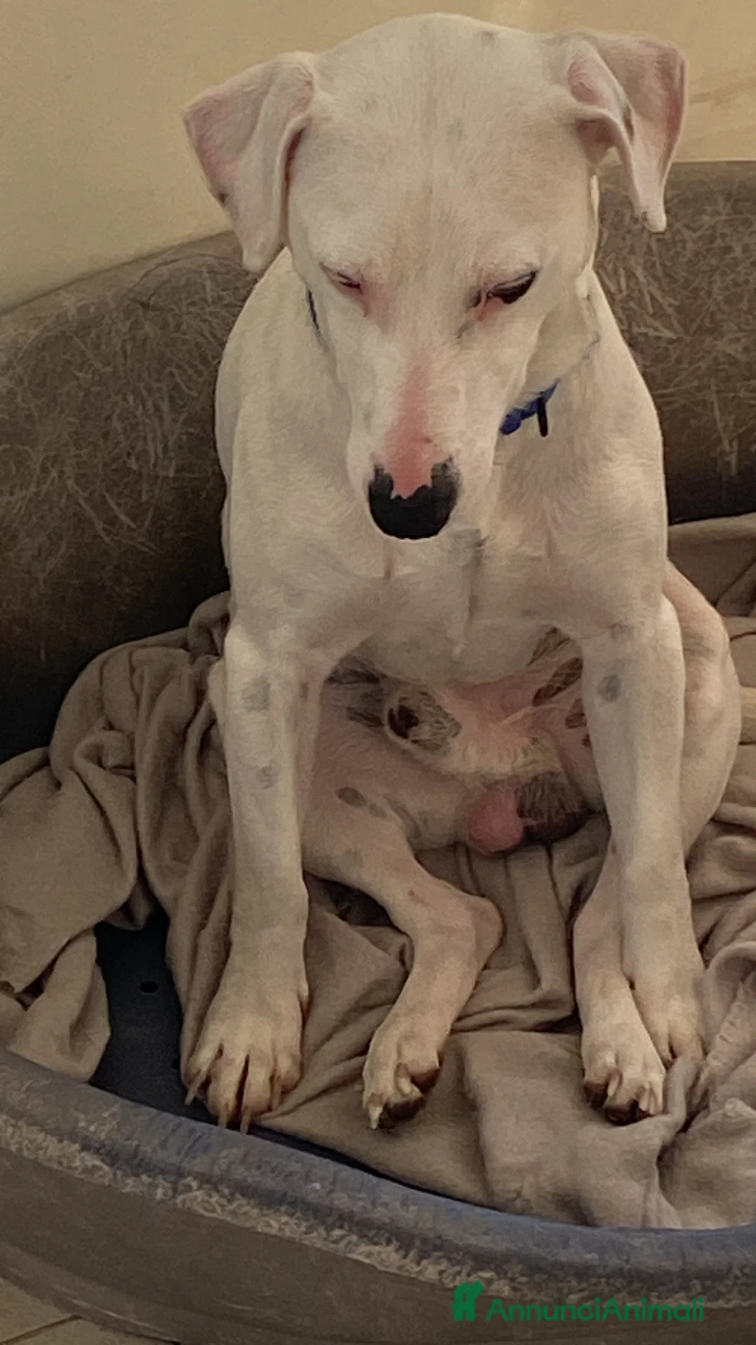 Jack Russell cani in regalo: Cerco una famiglia degna per il mio jack - Annuncio 2