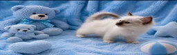 Sacro di Birmania gatti in vendita: Cuccioli Sacro di Birmania  - Annuncio 1