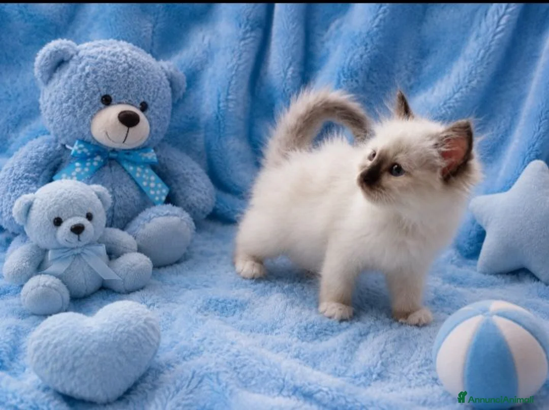Sacro di Birmania gatti in vendita: Cuccioli Sacro di Birmania  - Annuncio 1