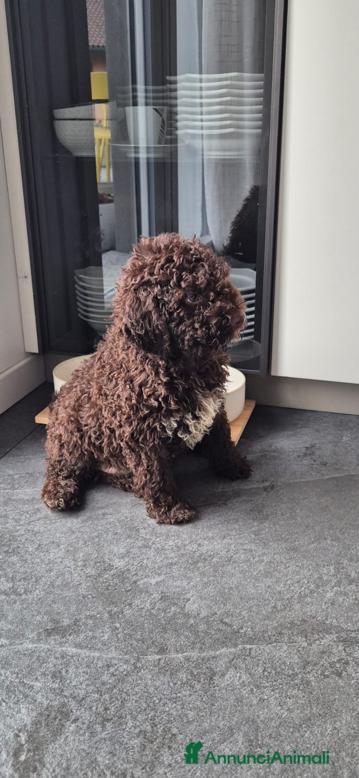 Lagotto cani Cucciola di lagotto con pedigree - Annuncio 1