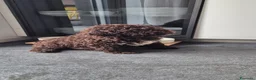 Lagotto cani in vendita: Cucciola di lagotto con pedigree - Annuncio 1