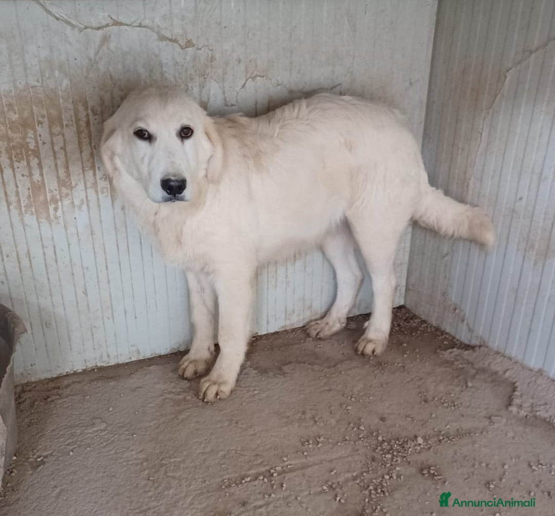 Meticcio cani in regalo: OSLO e LUCKY a Provincia di Pavia - Annuncio 3