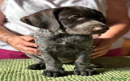 Drahthaar cani in vendita: Cuccioli di Drahthaar  a Provincia di Pordenone - Immagine 17
