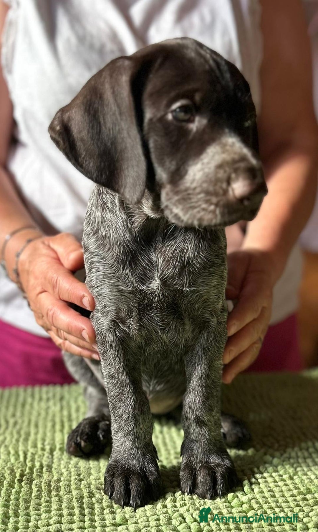 Drahthaar cani in vendita: Cuccioli di Drahthaar  a Provincia di Pordenone - Immagine 17