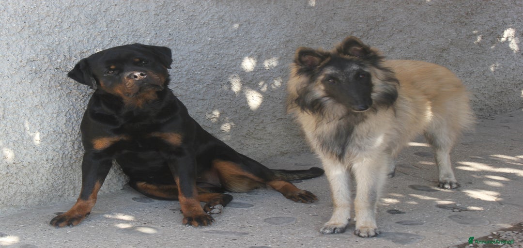 Immagine della galleria {{count}}