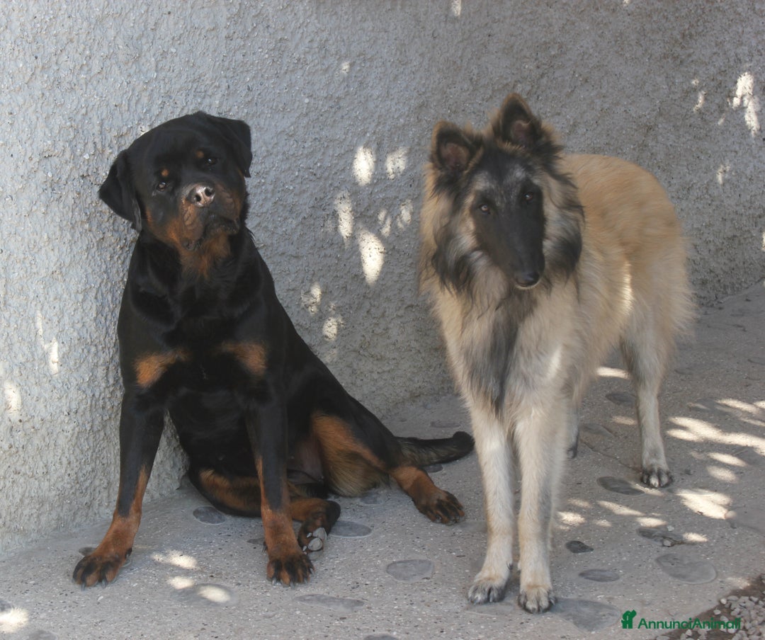 Immagine della galleria {{count}}