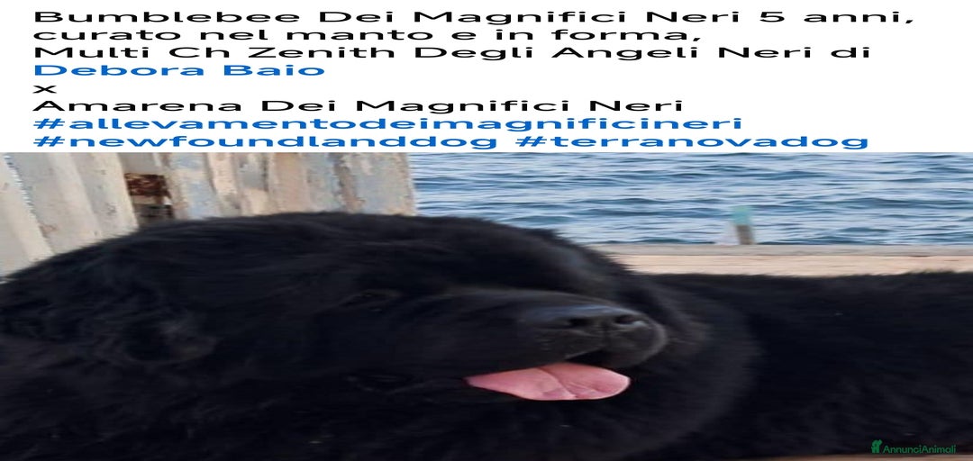 Immagine della galleria {{count}}