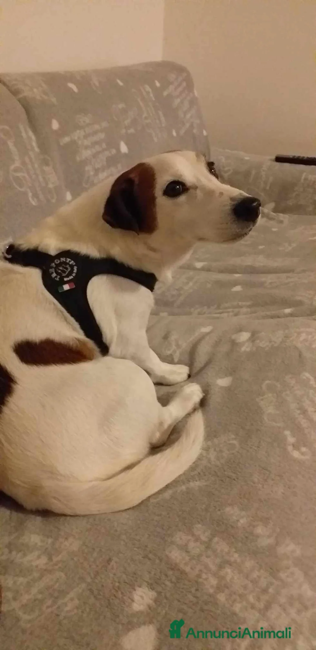 Jack Russell cani in regalo: ADOZ.DEL💔:URGENTE! Si separano! E lui? - Annuncio 1