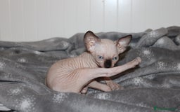 Sphynx gatti in vendita: Vendo cuccioli di sphynx a Provincia di Massa e Carrara - Immagine 10