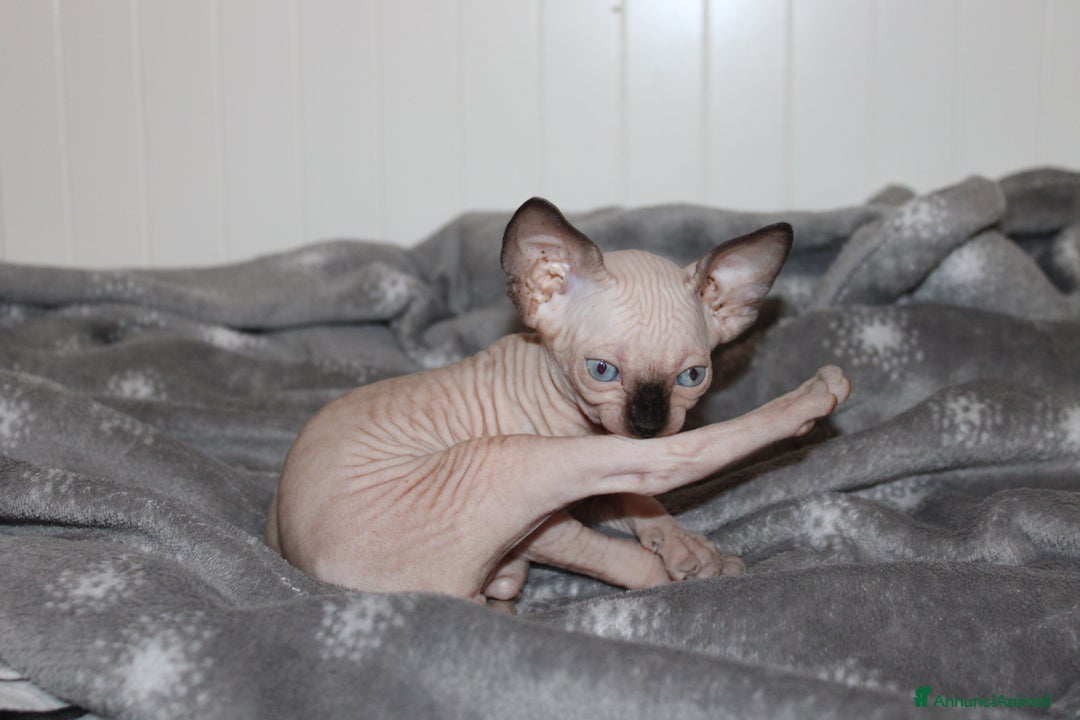 Sphynx gatti in vendita: Vendo cuccioli di sphynx a Provincia di Massa e Carrara - Immagine 10