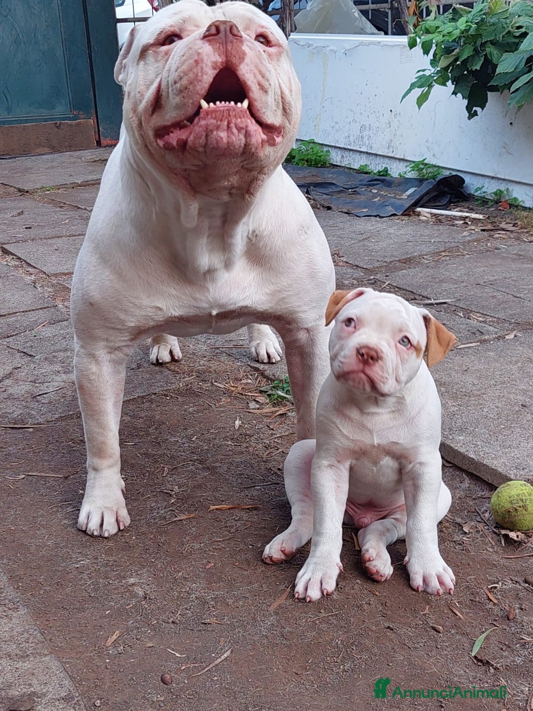 Bulldog cani in vendita: American bulldog  - Annuncio 5