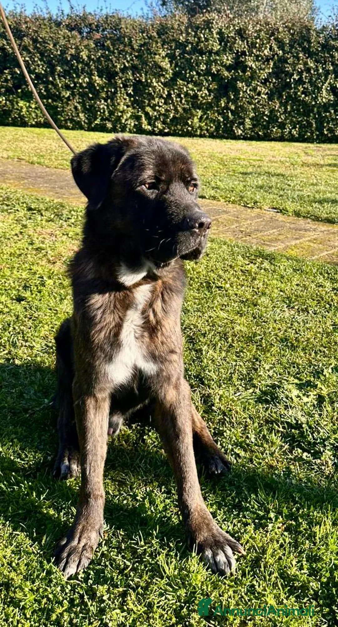 Meticcio cani in regalo: Simil Corso 5 anni - Annuncio 7