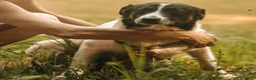 Meticcio cani in regalo: Cookie, una meticcia tenerissima - Annuncio 9