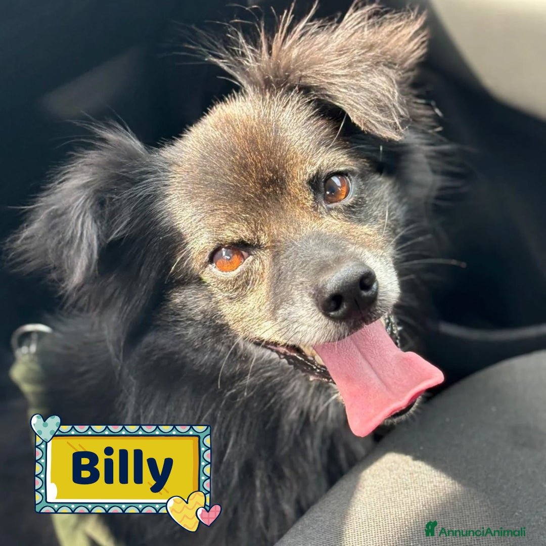 Meticcio cani Billy adozione del cuore - 6 kg di amore! - Annuncio 28