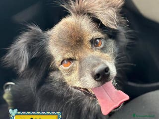 Meticcio cani Billy adozione del cuore - 6 kg di amore! - Annuncio 4