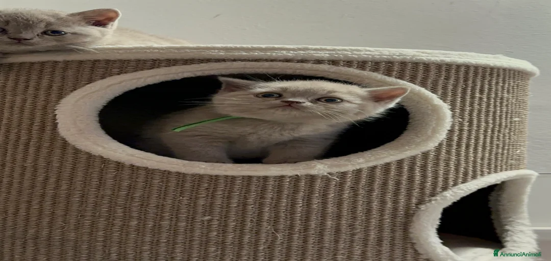 Immagine della galleria {{count}}