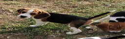Beagle cani in vendita: Cuccioli di beagle di tre mesi - Annuncio 3