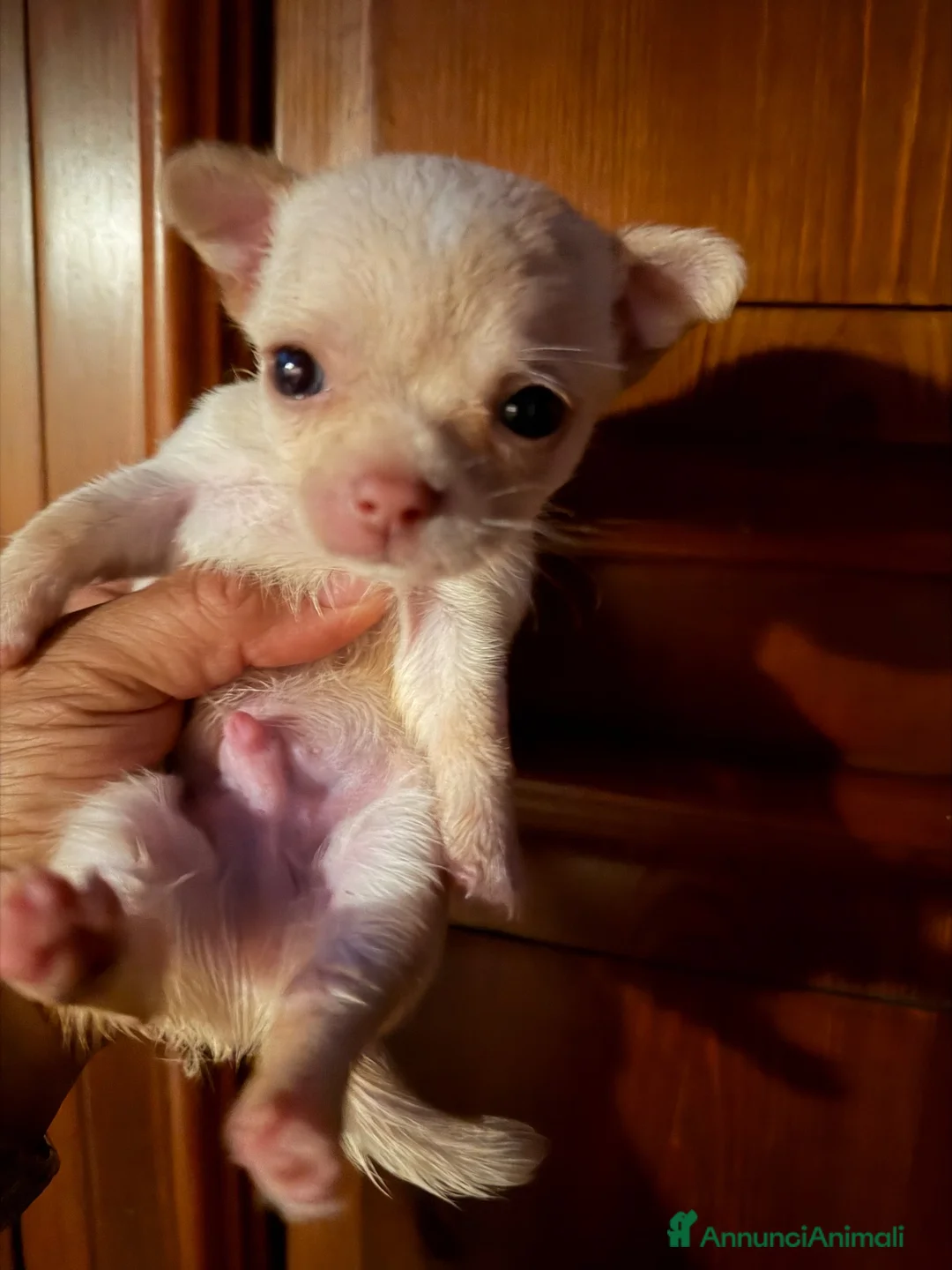 Barboncino Toy cani in vendita: Barboncino toy a Città metropolitana di Catania - Annuncio 3