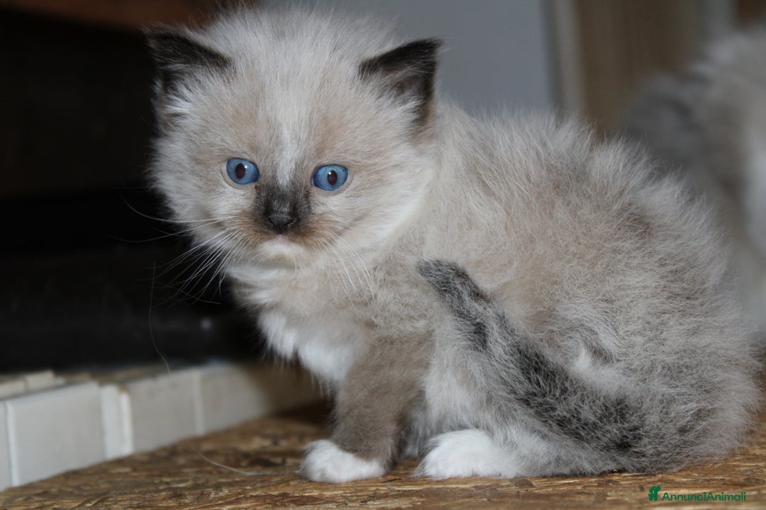 Immagine della galleria {{count}}