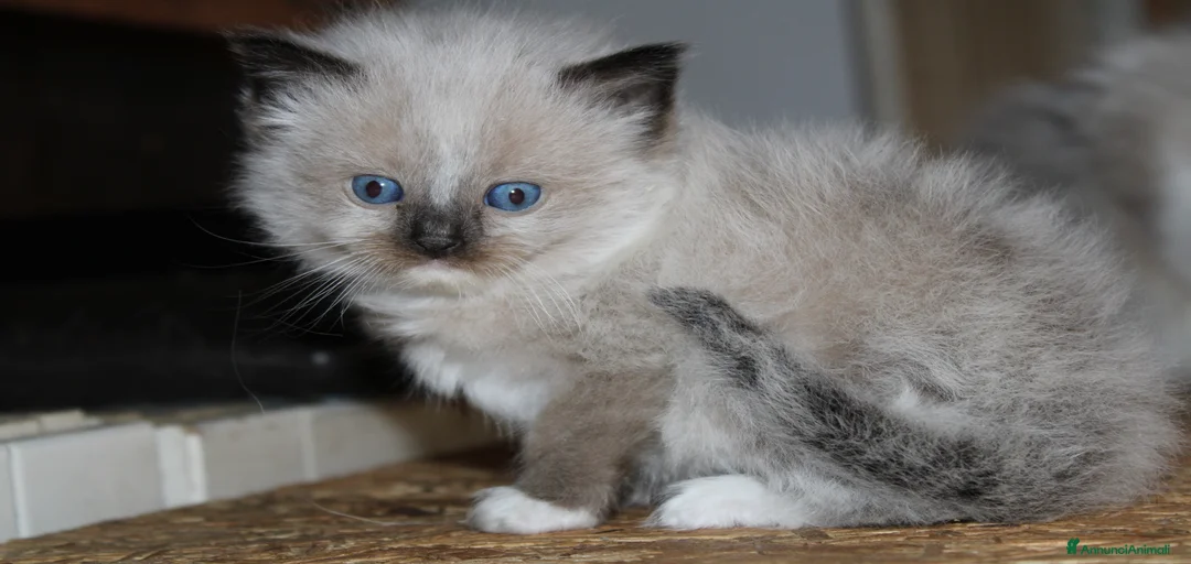 Immagine della galleria {{count}}