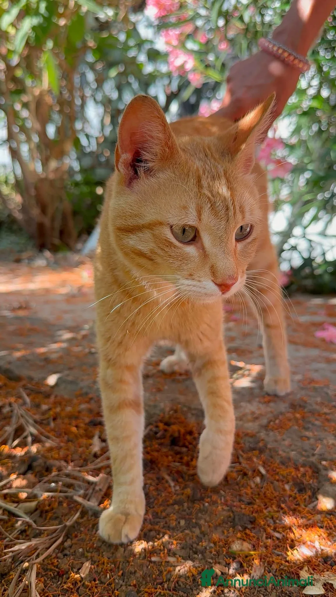 Meticcio gatti in regalo: Dolcissimo, 2 mesi circa  - Annuncio 2