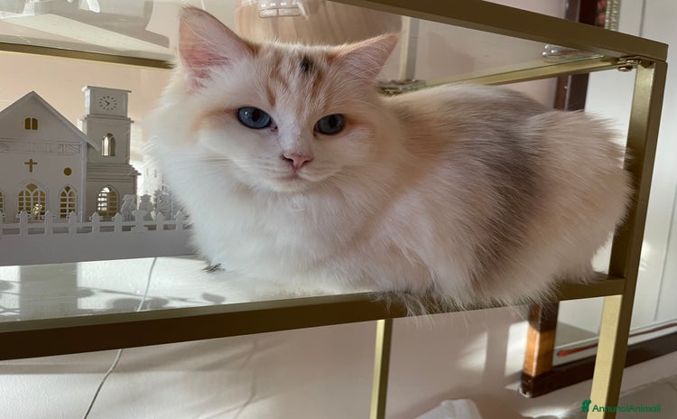 Ragdoll gatti a Provincia di Pavia - Annuncio 2