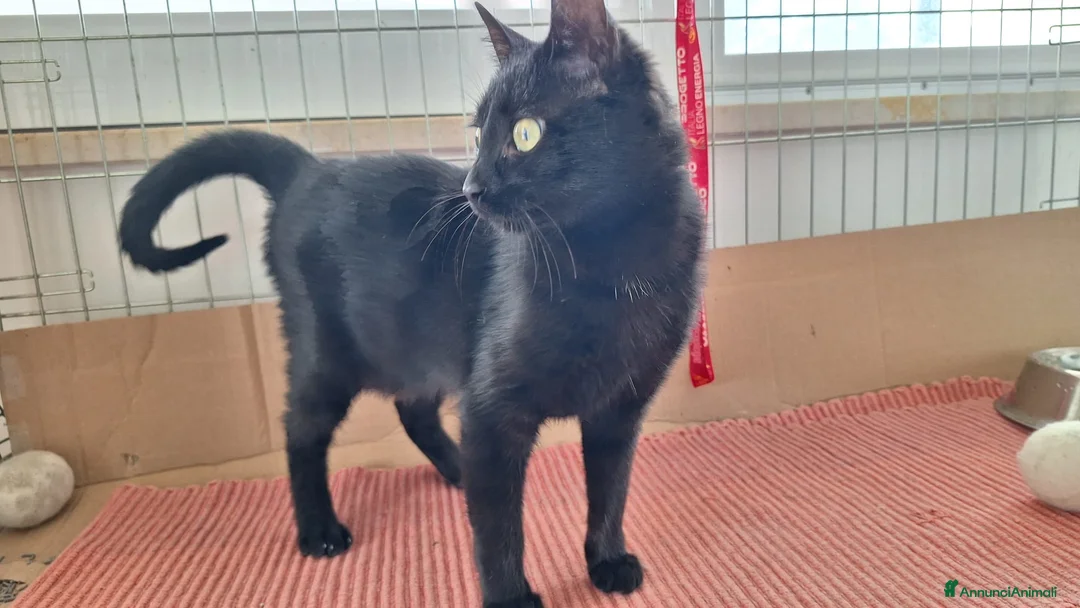 Europeo gatti in regalo: Sofia 6 mesi di dolcezza tutta da conquistare  - Annuncio 13