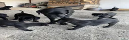 Labrador cani in vendita: Labrador retriver nero - Annuncio 1
