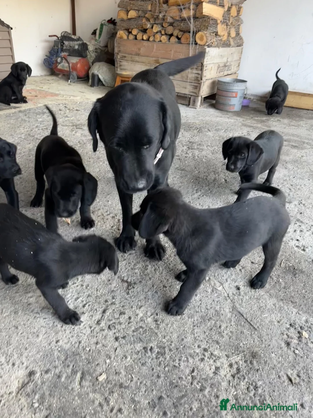 Labrador cani in vendita: Labrador retriver nero - Annuncio 1