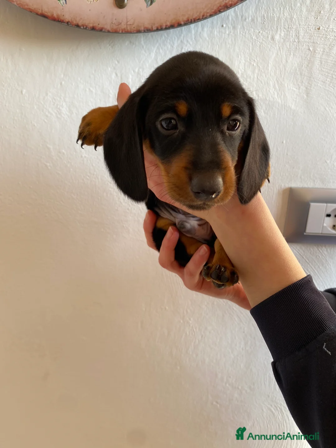 Bassotto cani in vendita: Bassotto nano tedesco a Città metropolitana di Milano - Annuncio 3