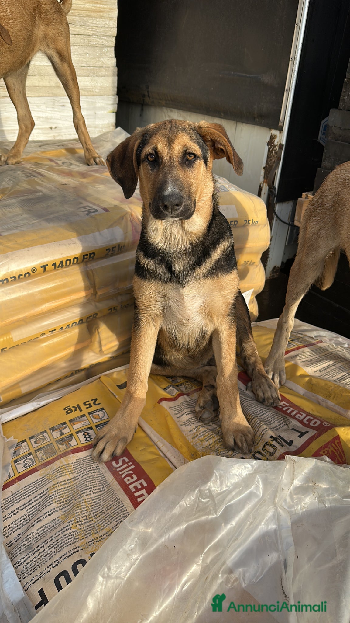 Meticcio cani Benny simil pastore tedesco - Annuncio 24