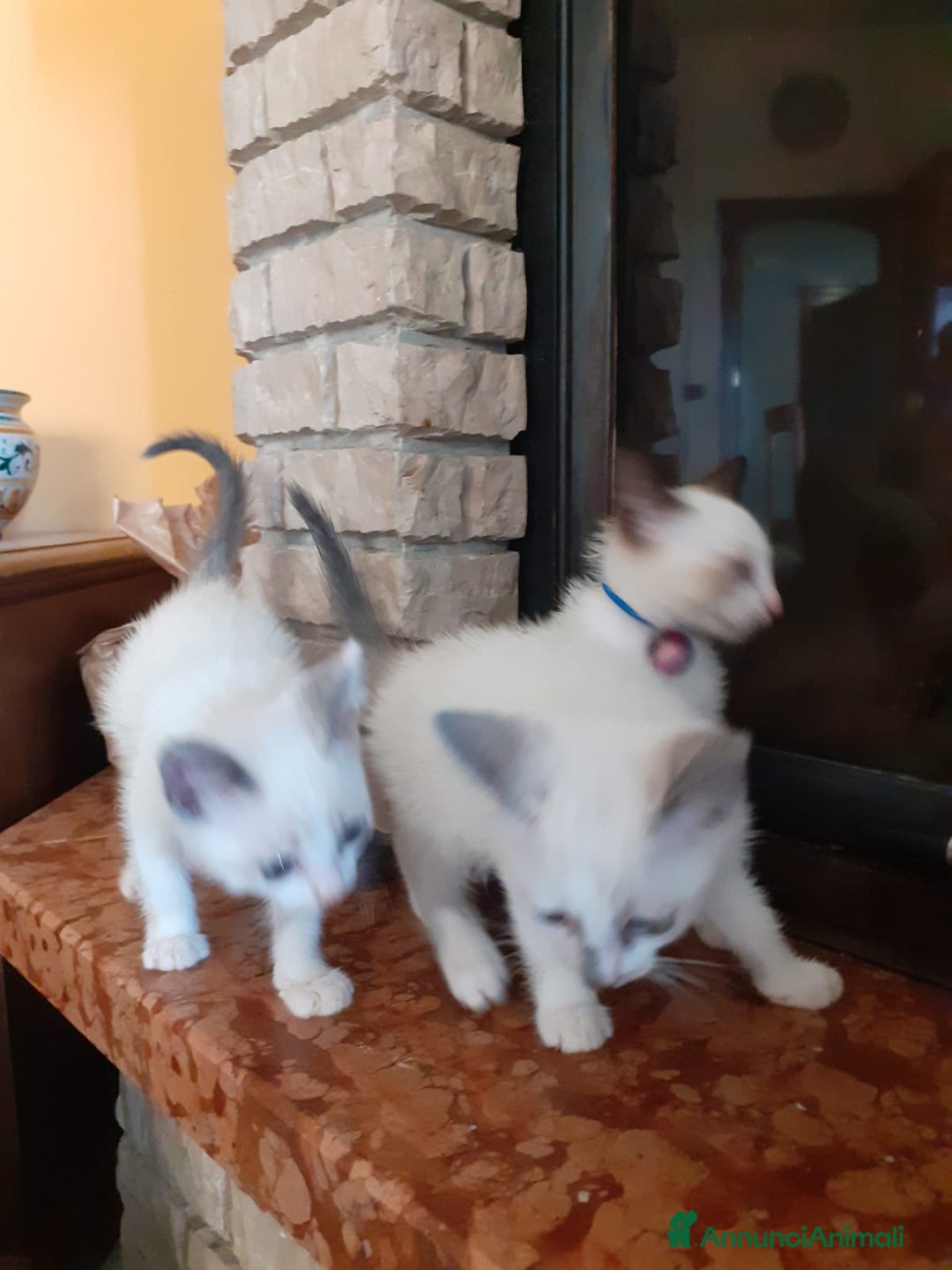 Altre razze gatti in vendita: Gattini simil siamesi a Città metropolitana di Palermo - Annuncio 2